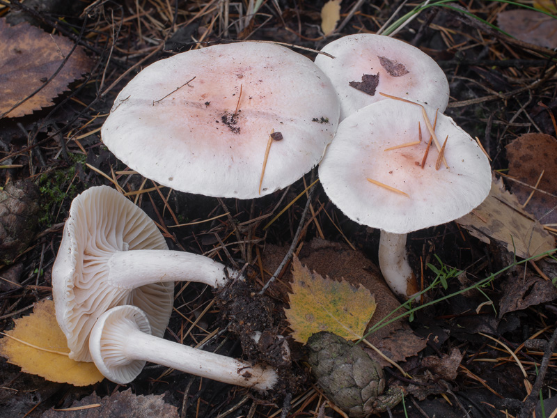 Hygrophorus queletii Hygrophorus roseodiscoideus